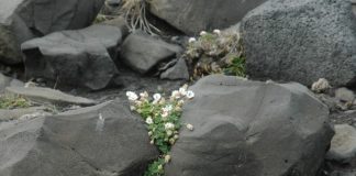 Kuzu: proprietà, benefici, controindicazioni e come usarlo