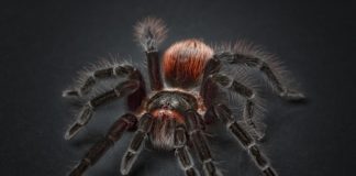 Ragno di 60 kg: esiste davvero? è il più grande al mondo?